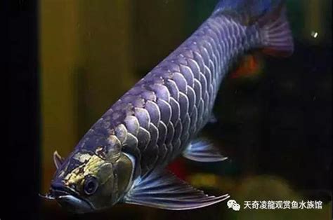 龍魚打架